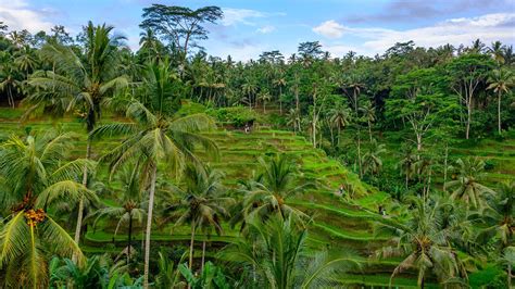 Bali .